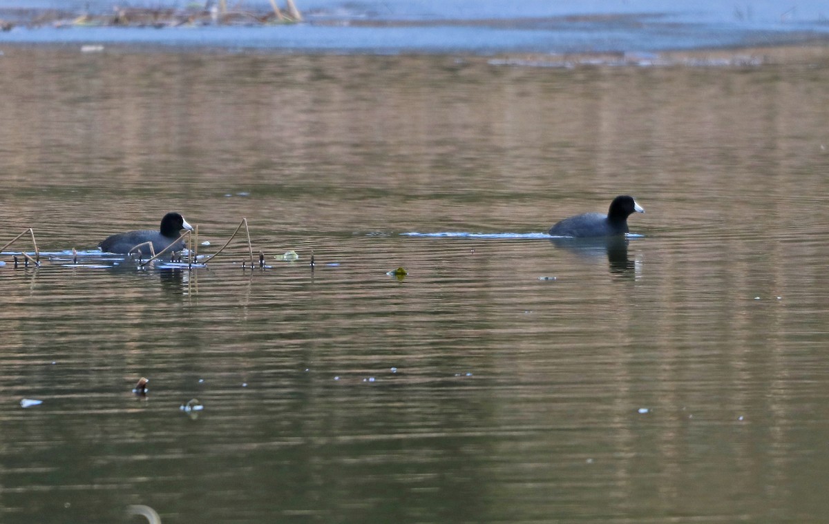 American Coot - ML616332840