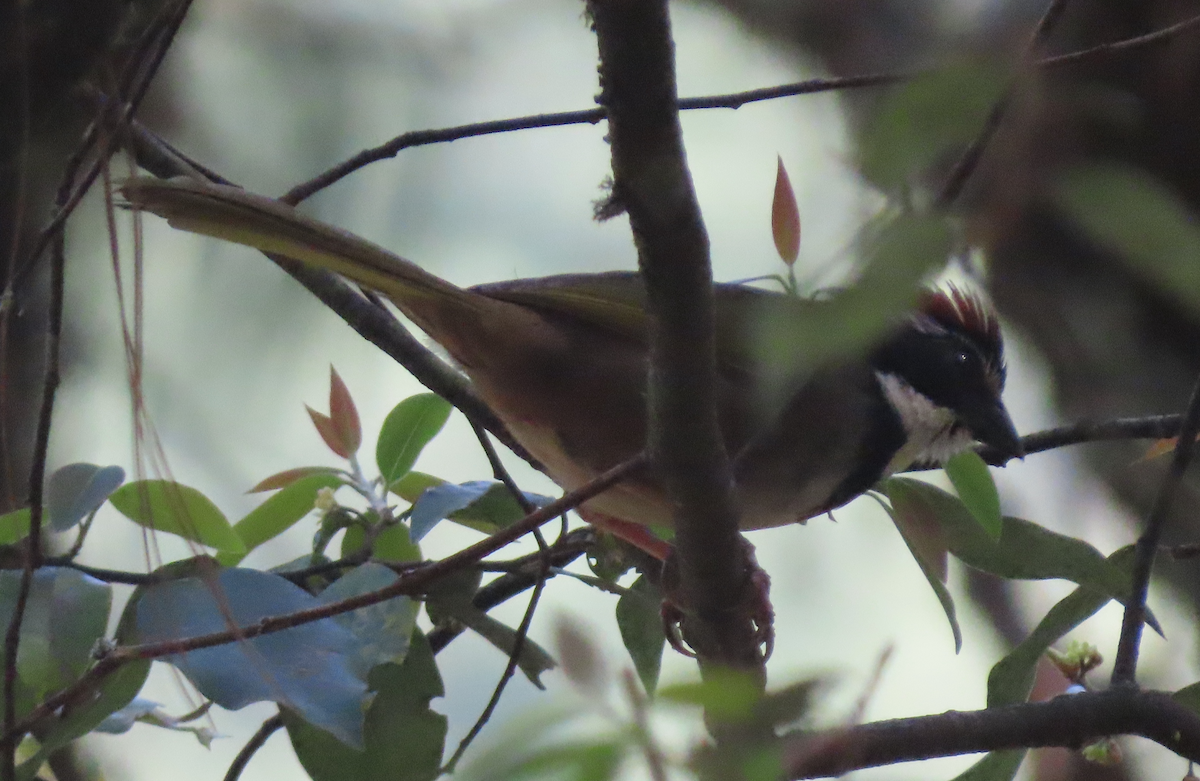 Collared Towhee - ML616332842