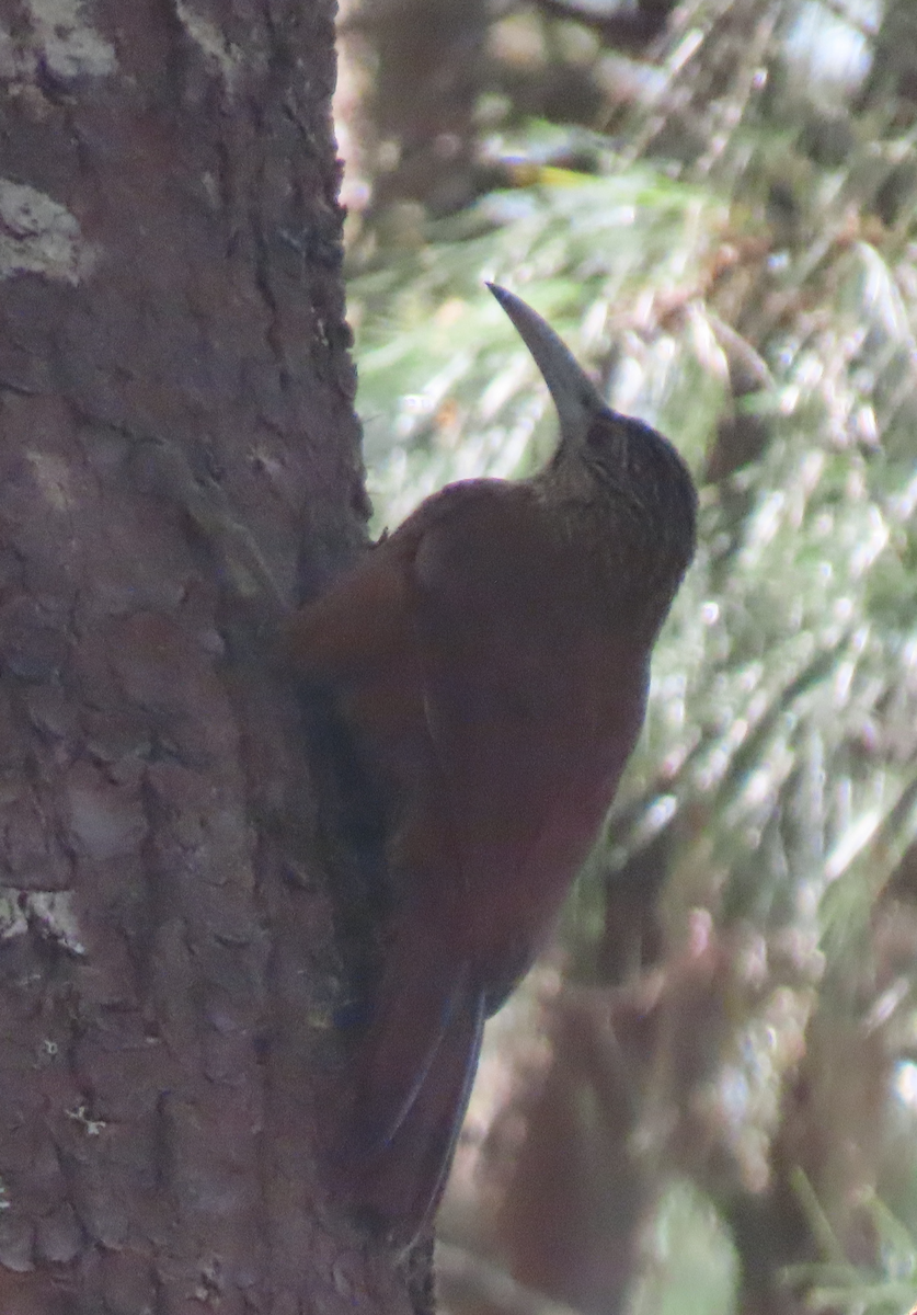 Strong-billed Woodcreeper - ML616332872