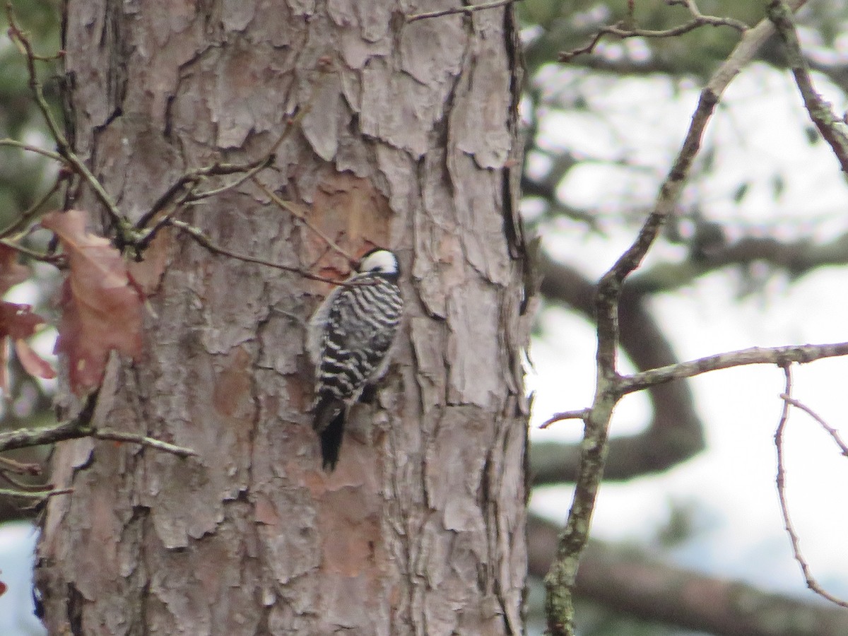 Red-cockaded Woodpecker - Ragupathy Kannan