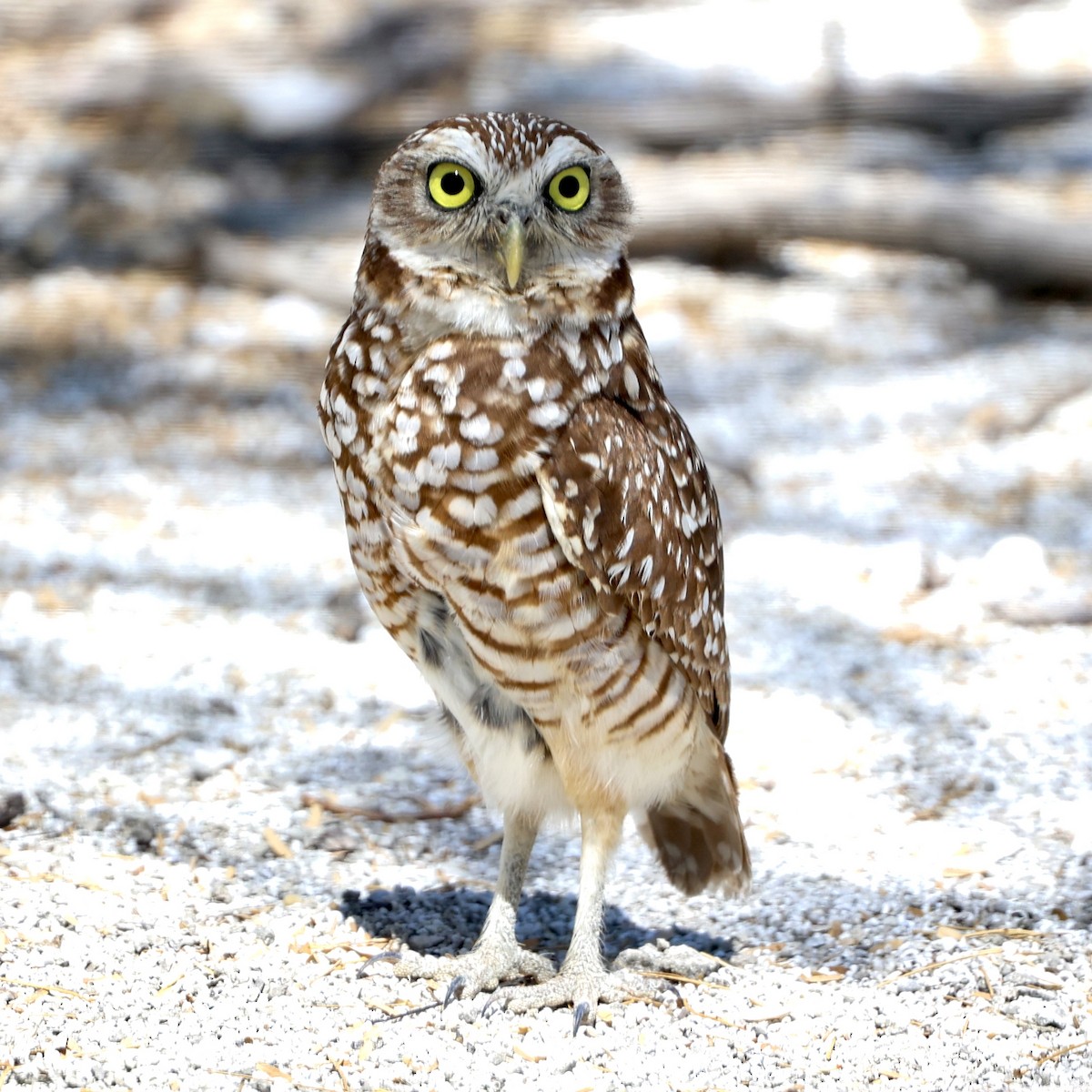 Burrowing Owl - ML616332917