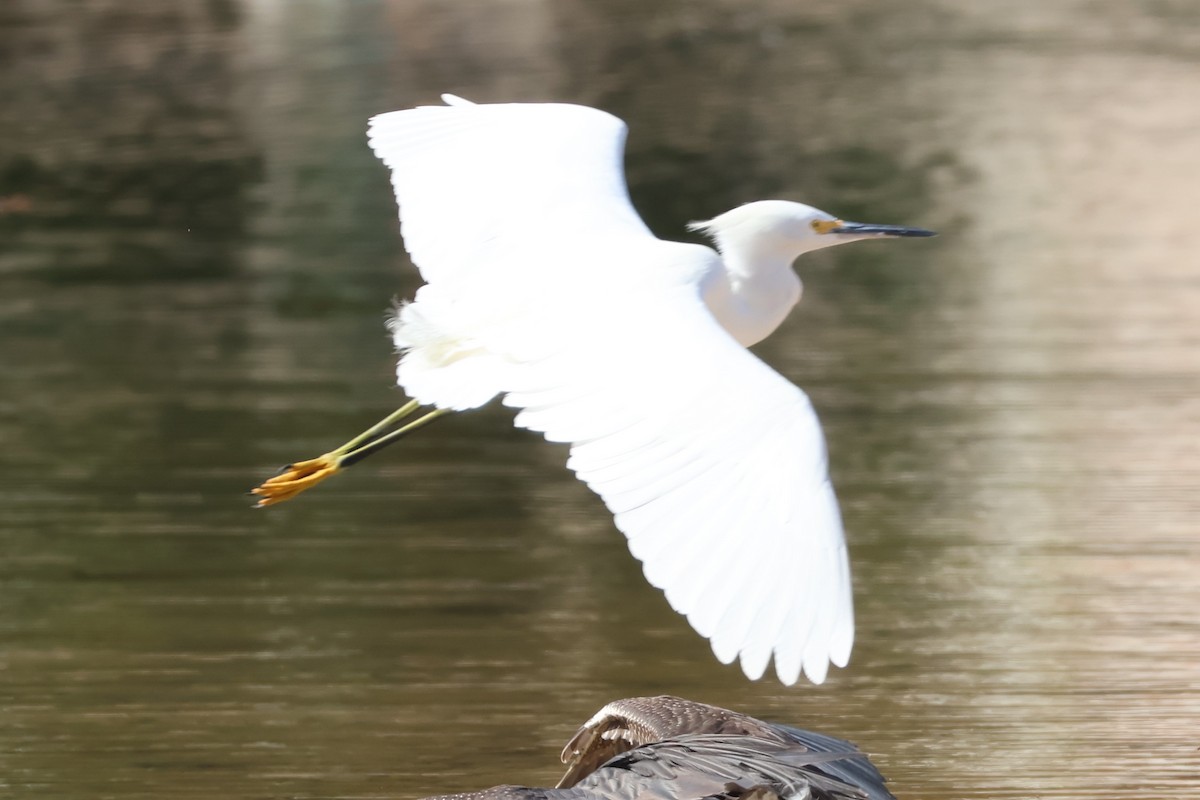 Snowy Egret - ML616332921