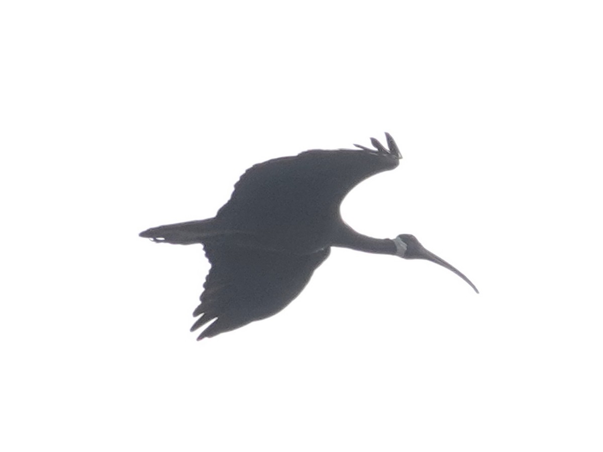 ibis běloramenný - ML616332924
