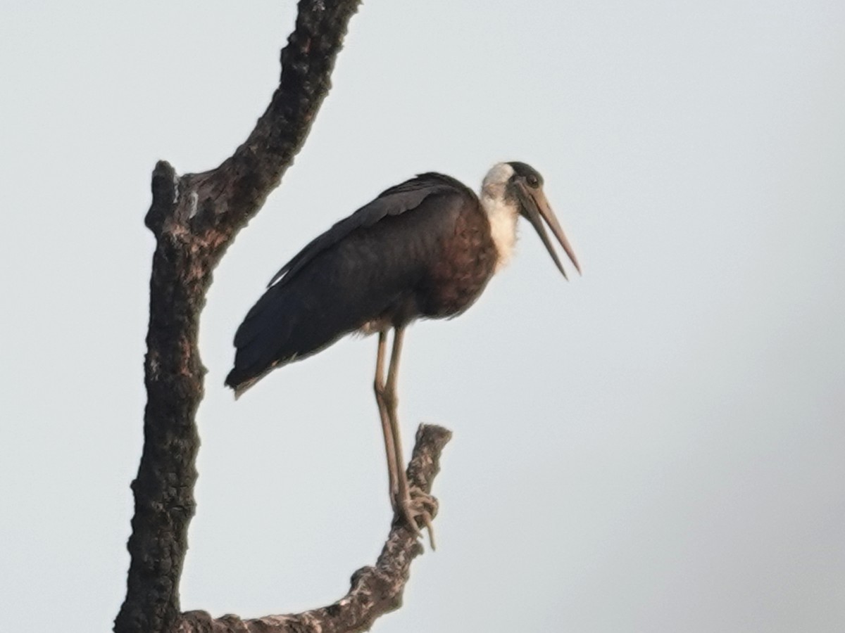 Asian Woolly-necked Stork - ML616332937