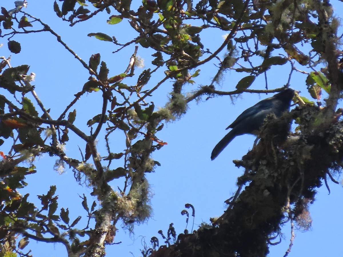 Steller's Jay (Middle American) - ML616332969