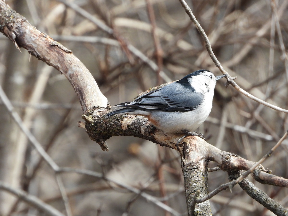 White-breasted Nuthatch - ML616332978
