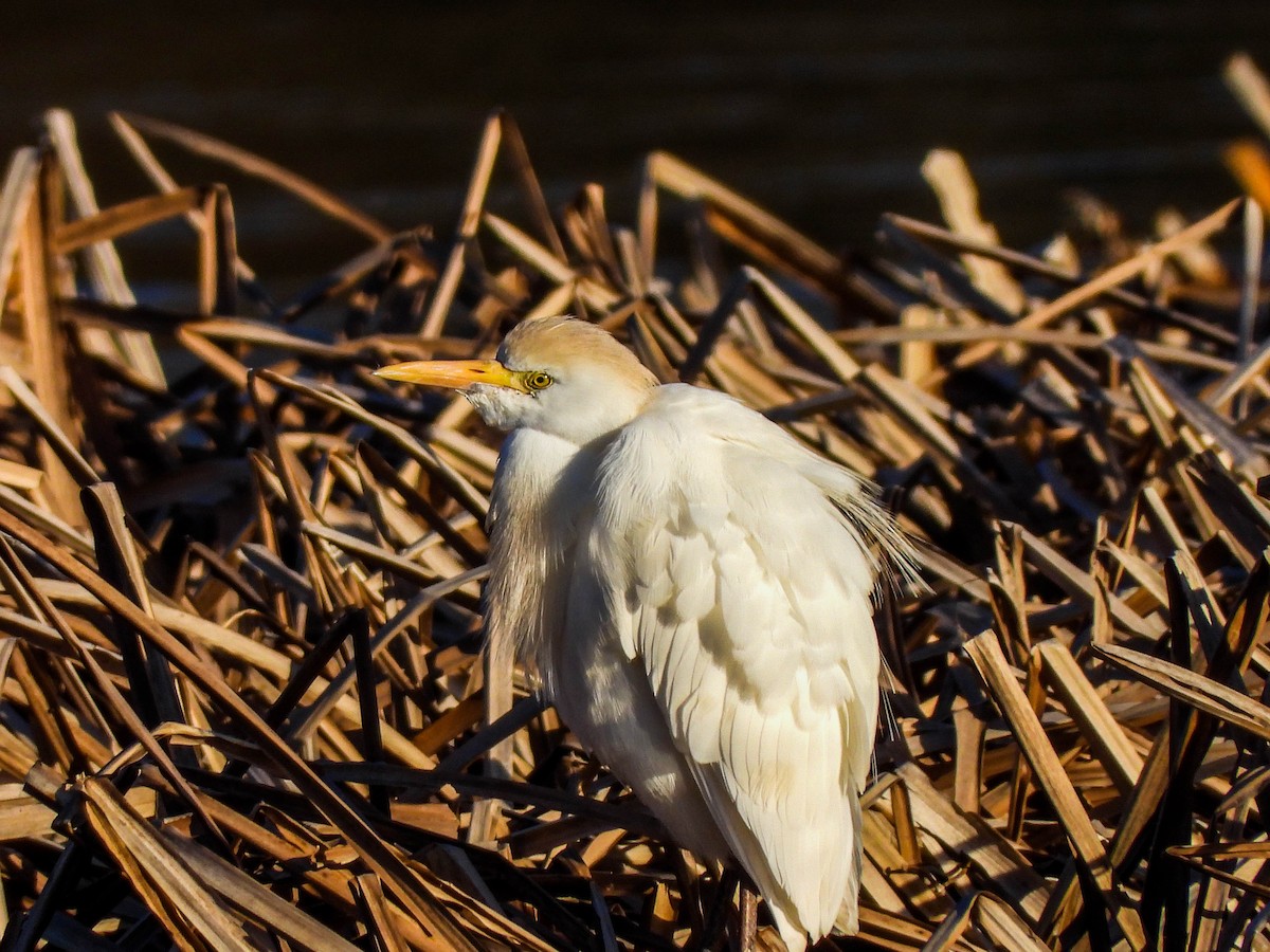 Western Cattle Egret - ML616333005