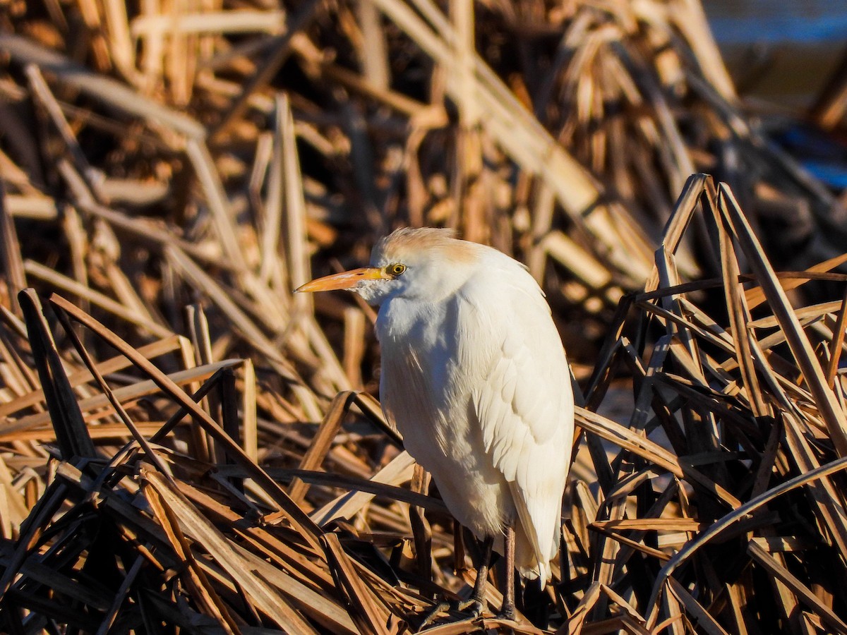 Western Cattle Egret - ML616333007