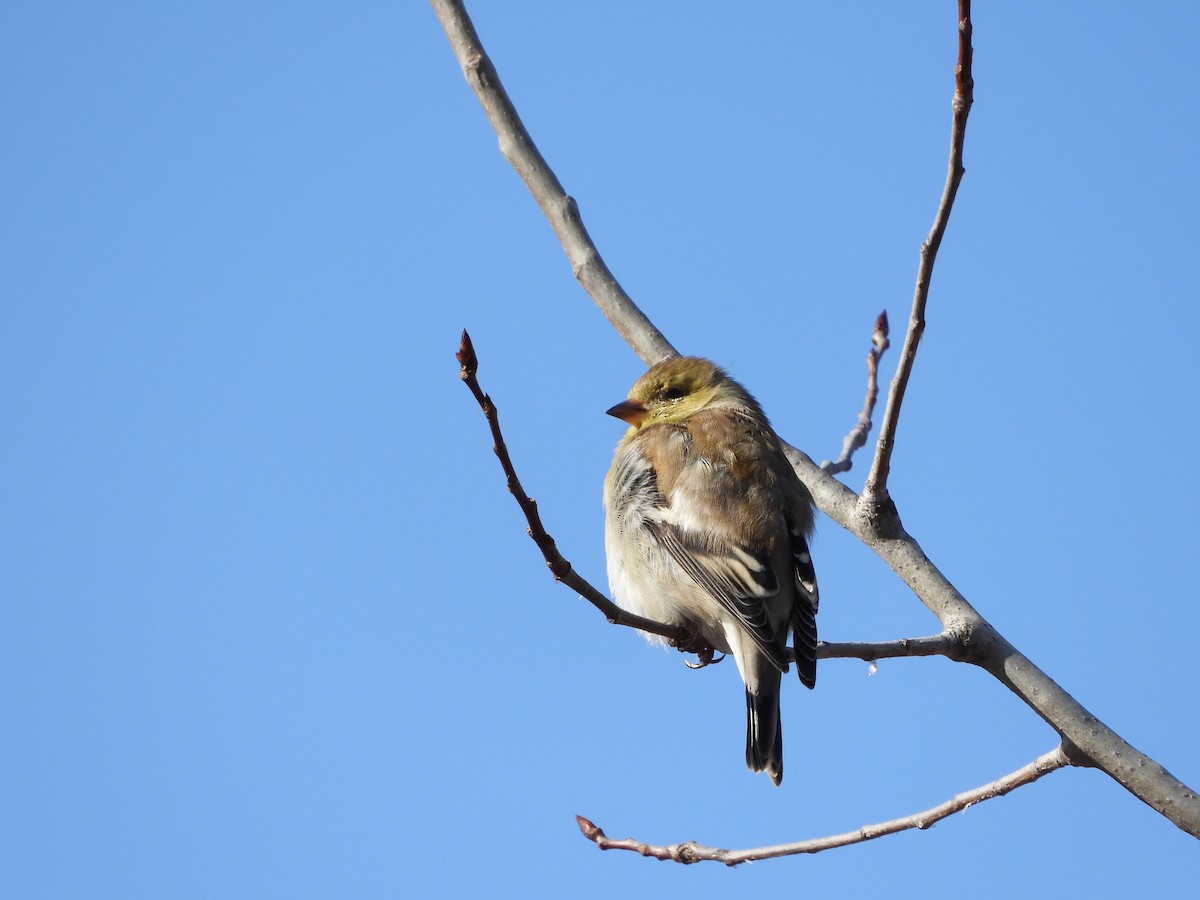 American Goldfinch - ML616333023