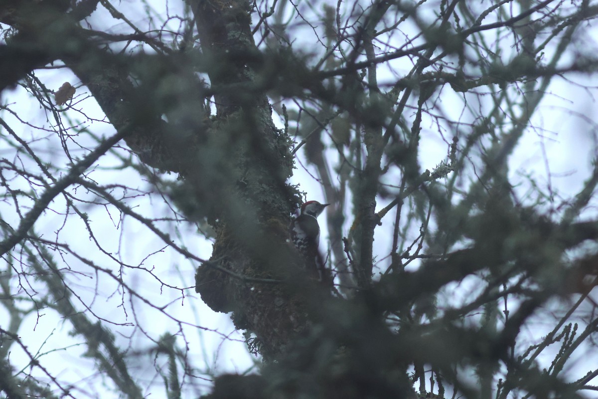 Middle Spotted Woodpecker - Peter Alfrey