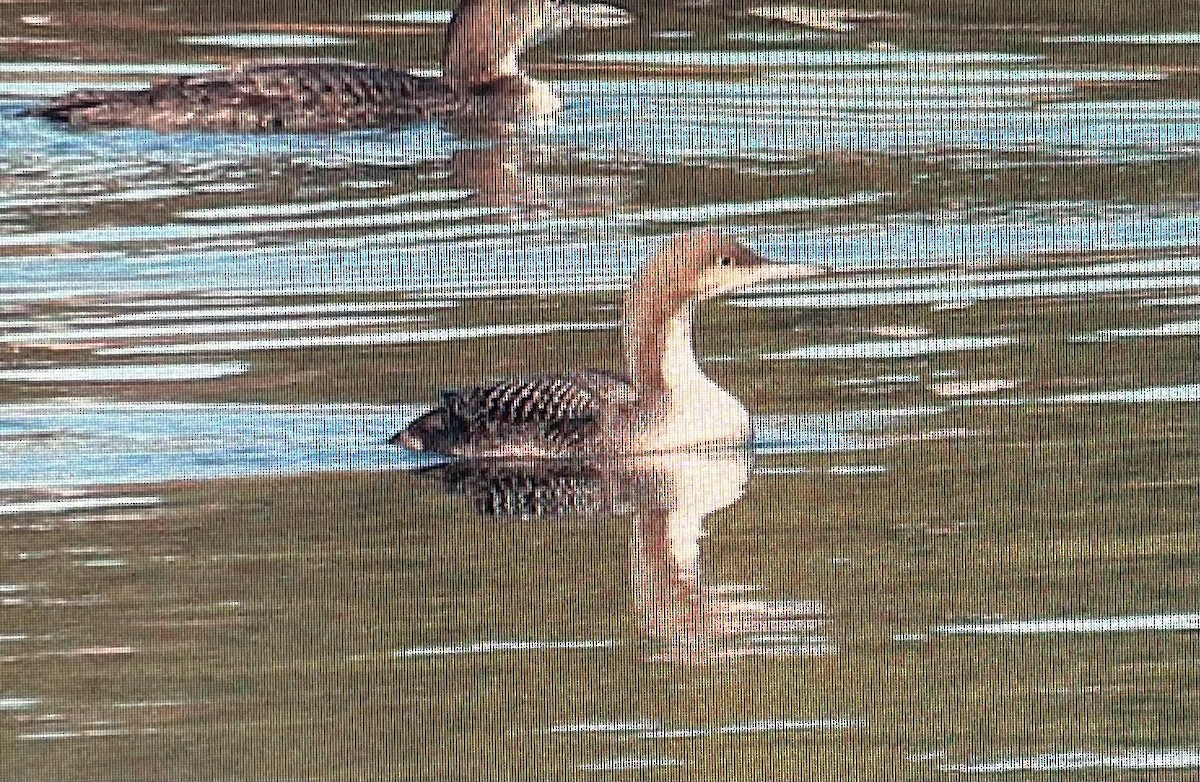 Pacific Loon - ML616333067