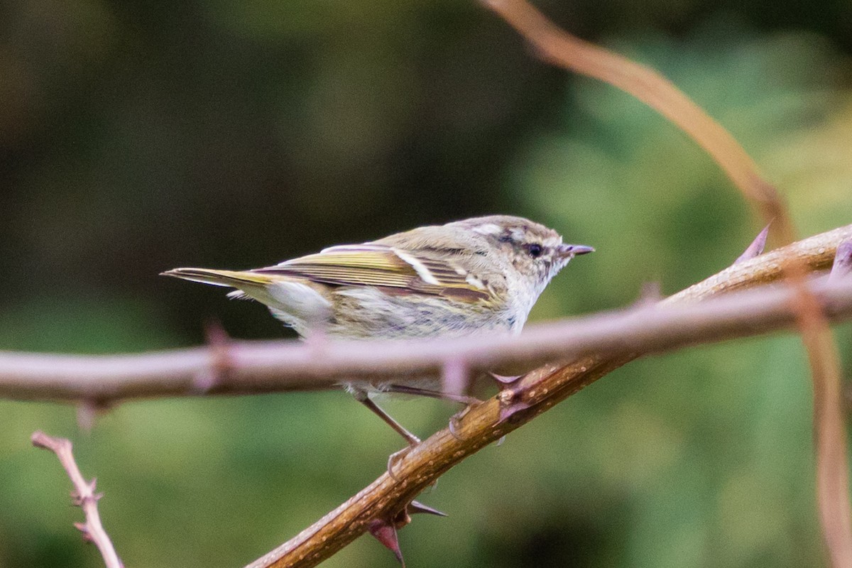 Hume's Warbler - ML616333084