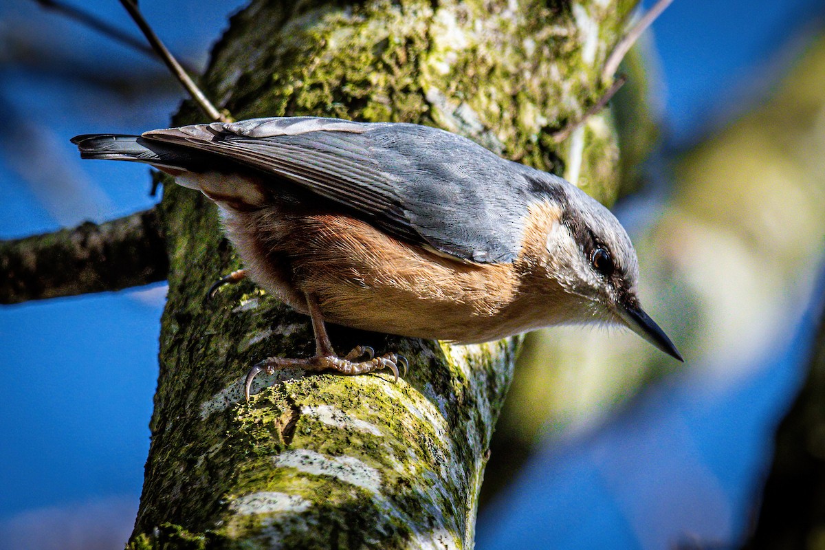 Eurasian Nuthatch - Neil Eccleston