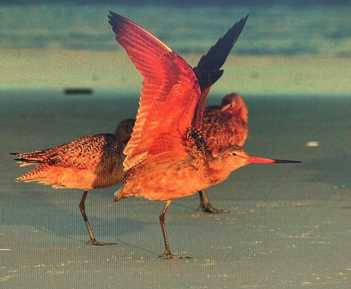 Marbled Godwit - Pierre Howard