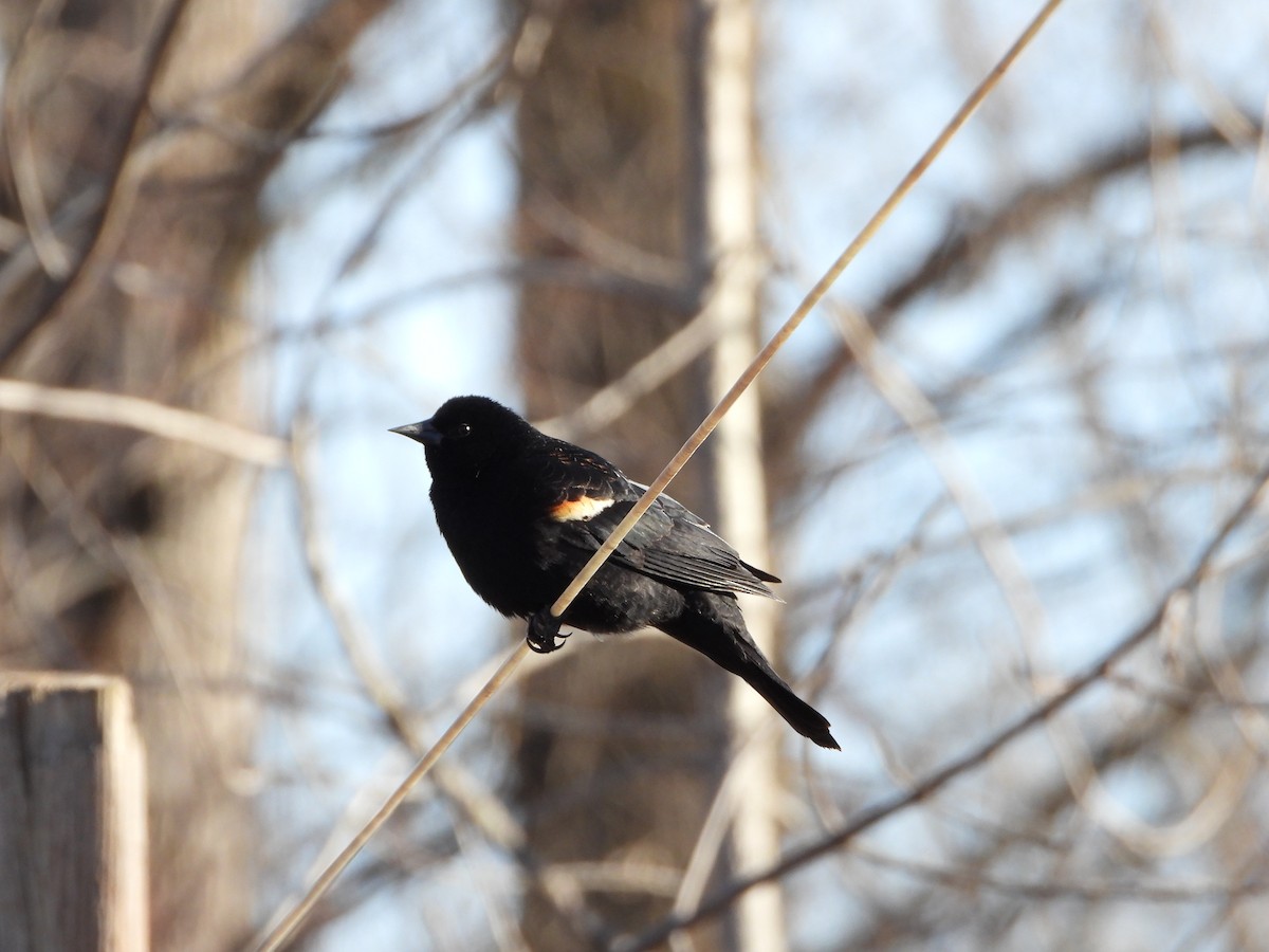 Red-winged Blackbird - ML616333211