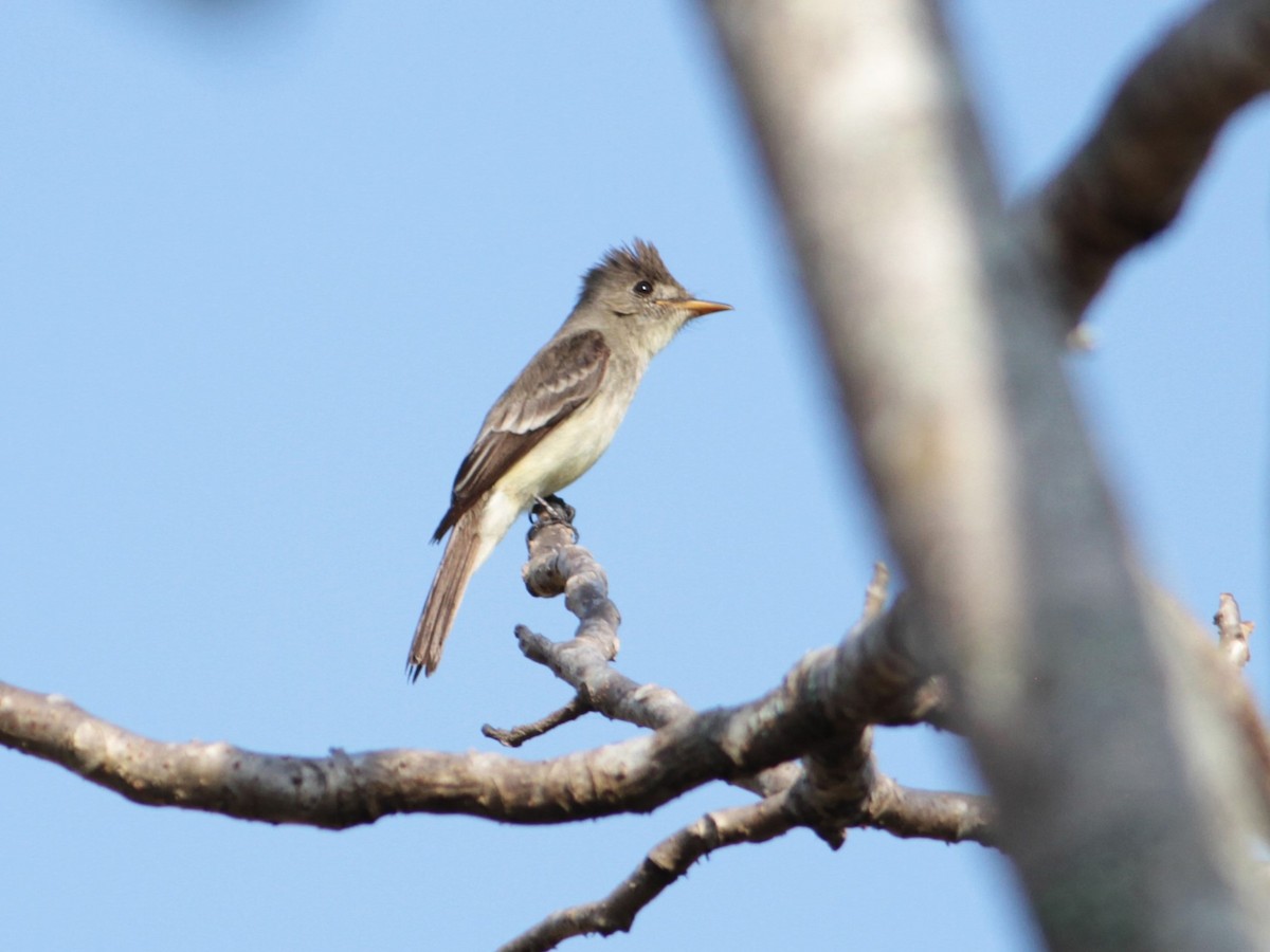 Western Wood-Pewee - ML616333268