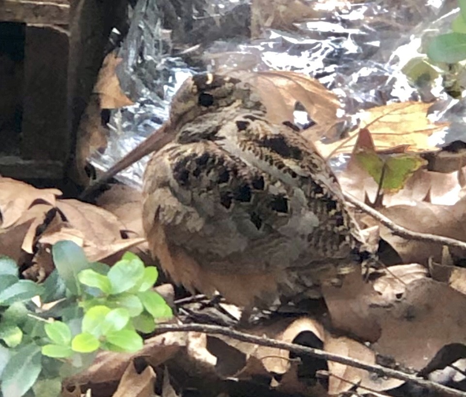 American Woodcock - ML616333289