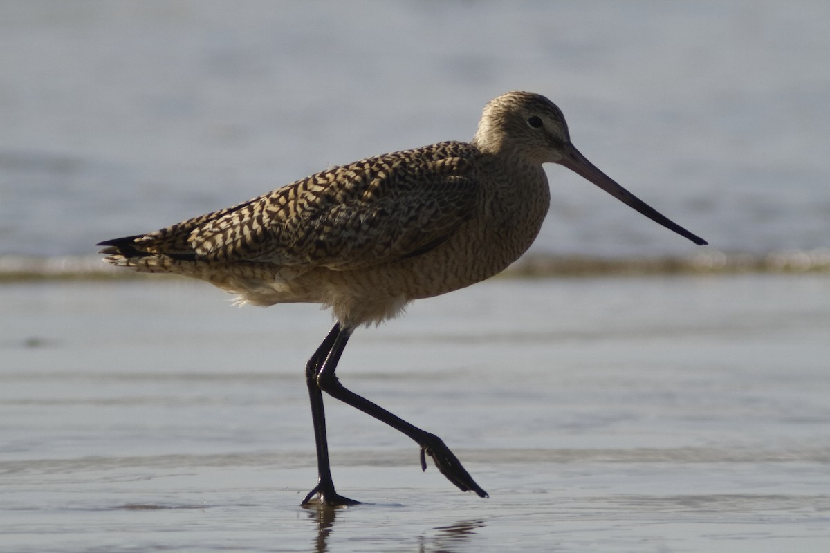 Marbled Godwit - ML616333290