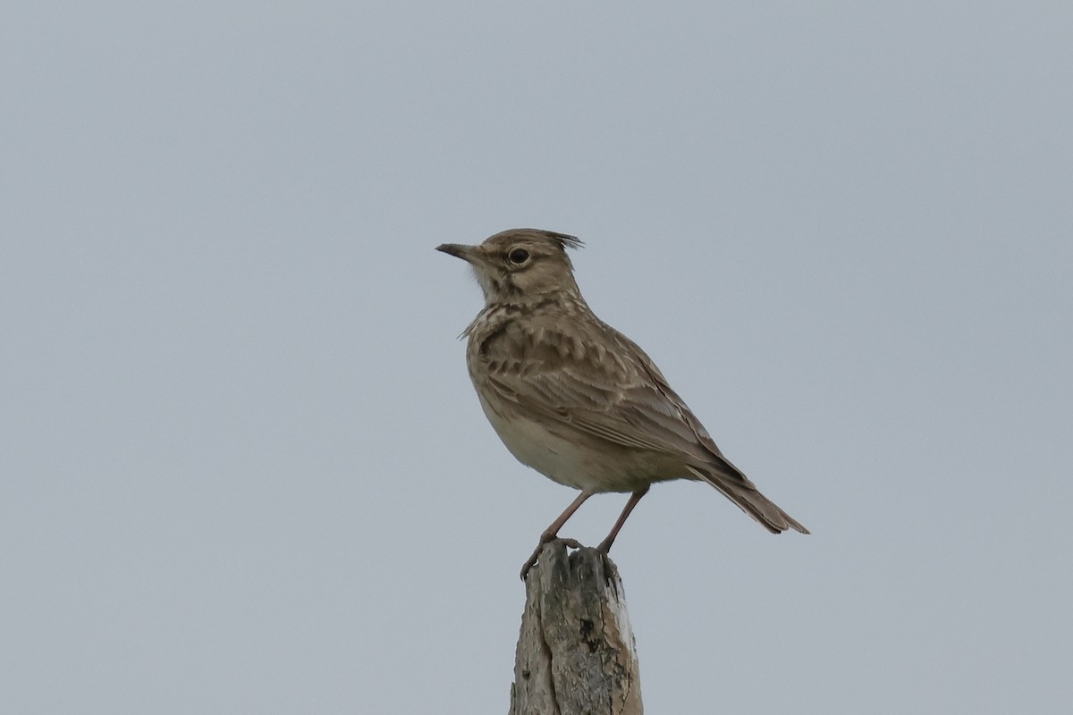 Crested Lark - ML616333389