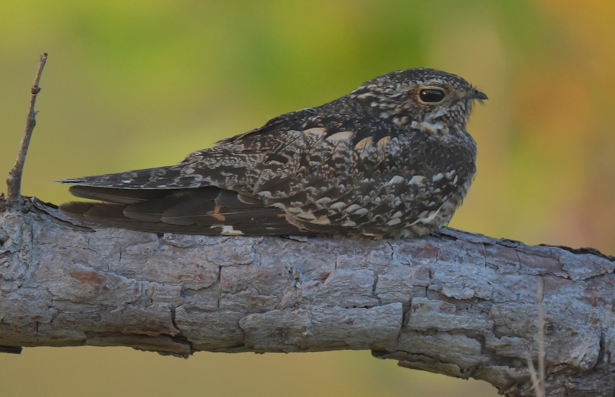 Lesser Nighthawk - ML616333397