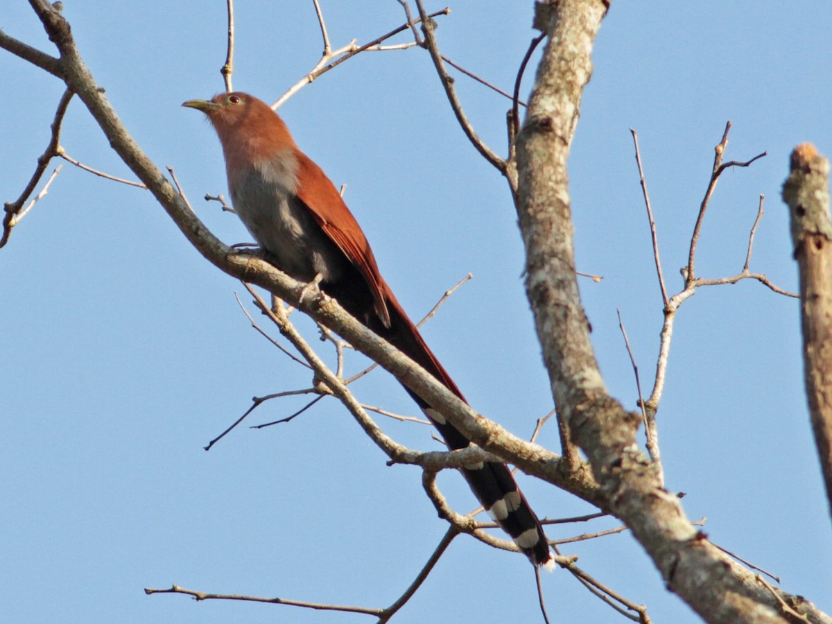 Squirrel Cuckoo - ML616333422