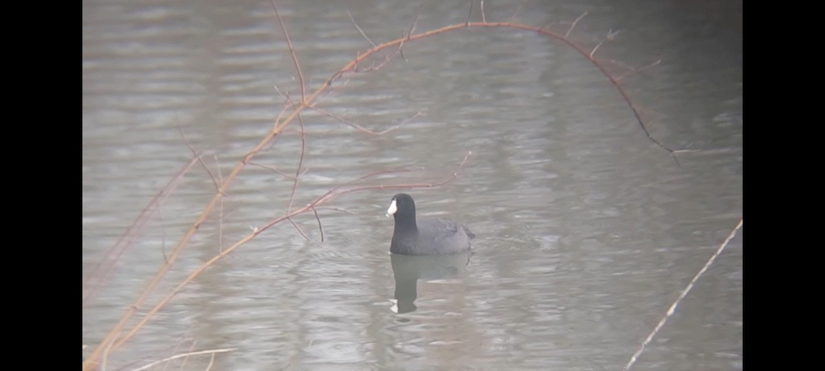 American Coot - Emerson Lisboa