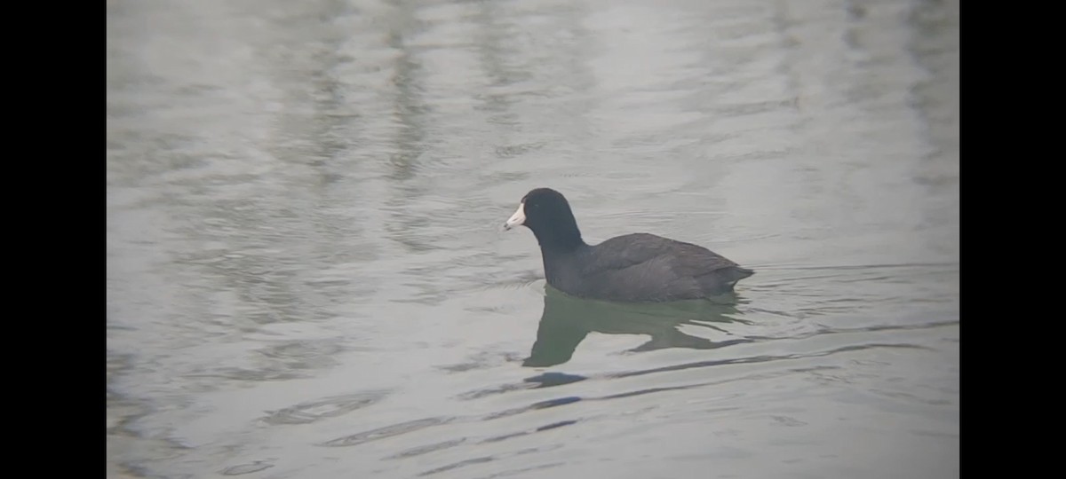 American Coot - ML616333500