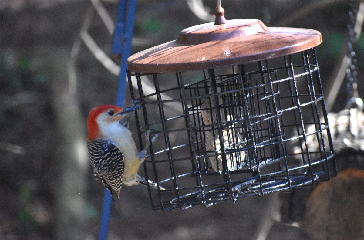 Red-bellied Woodpecker - ML616333504