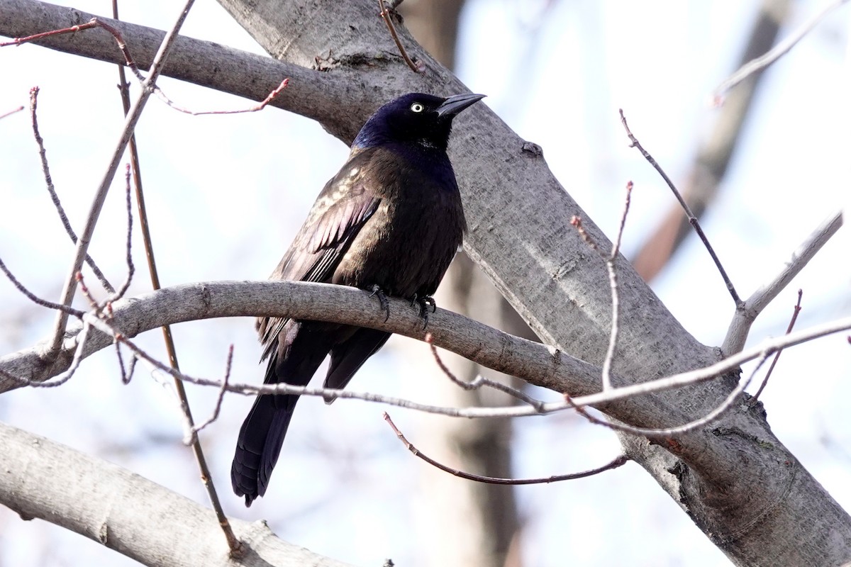 Common Grackle - ML616333507