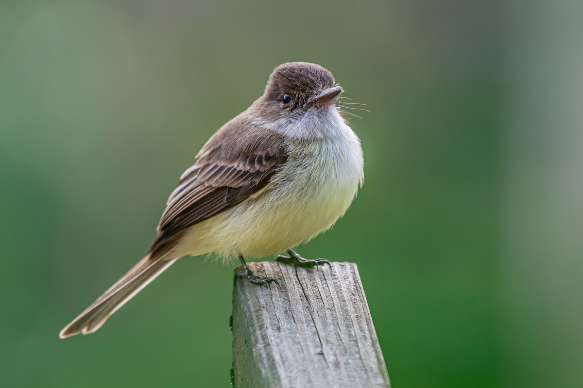 Sad Flycatcher - Kurt Gaskill