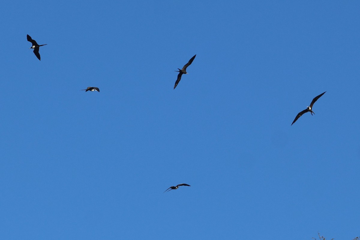 Magnificent Frigatebird - ML616333625