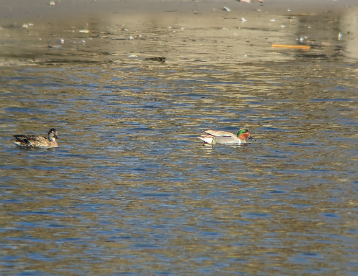 Green-winged Teal - ML616333665