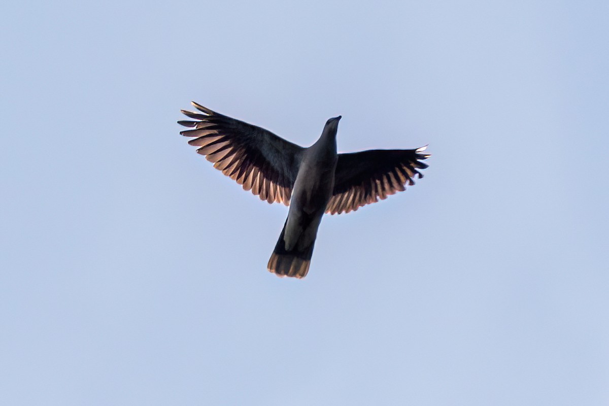 Ring-tailed Pigeon - ML616333700