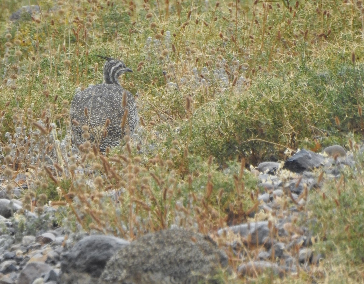 Elegant Crested-Tinamou - ML616333708