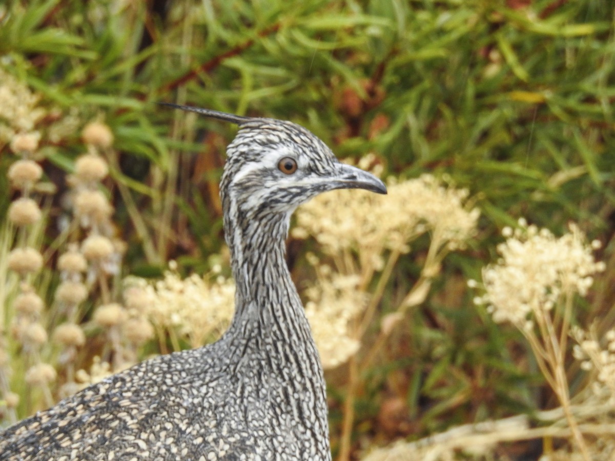 Elegant Crested-Tinamou - ML616333711