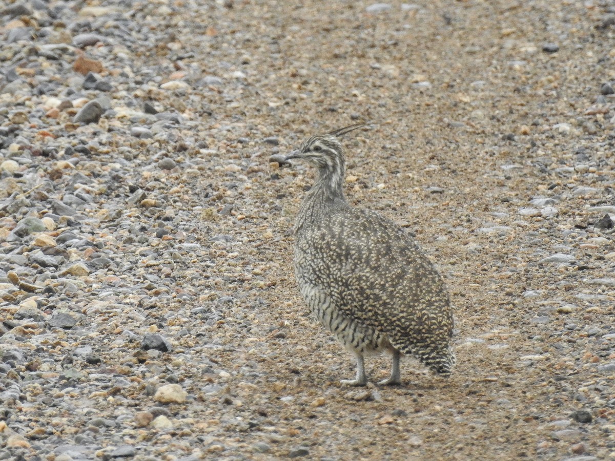 Elegant Crested-Tinamou - ML616333712