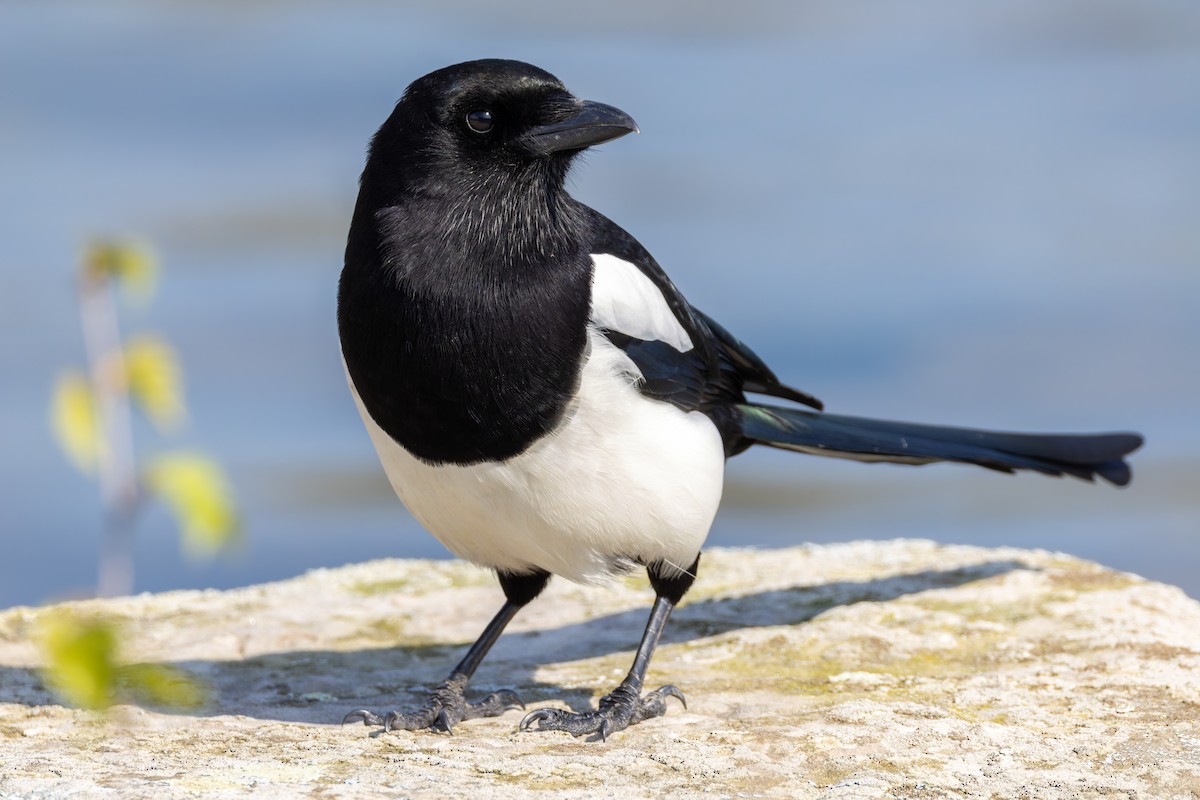 Eurasian Magpie (Eurasian) - ML616333714