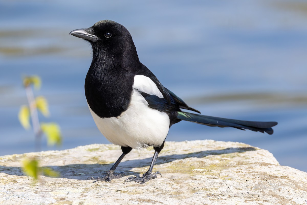 Eurasian Magpie (Eurasian) - ML616333716