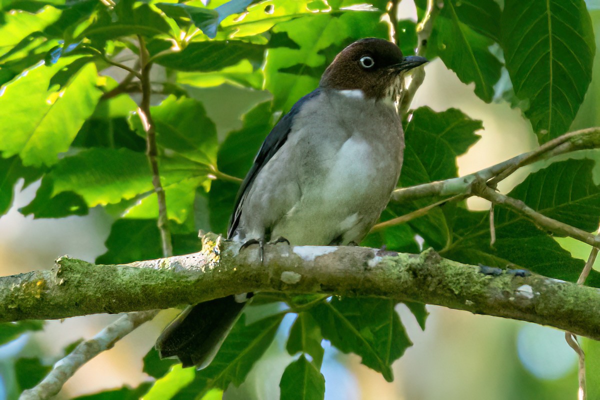 White-eyed Thrush - ML616333738