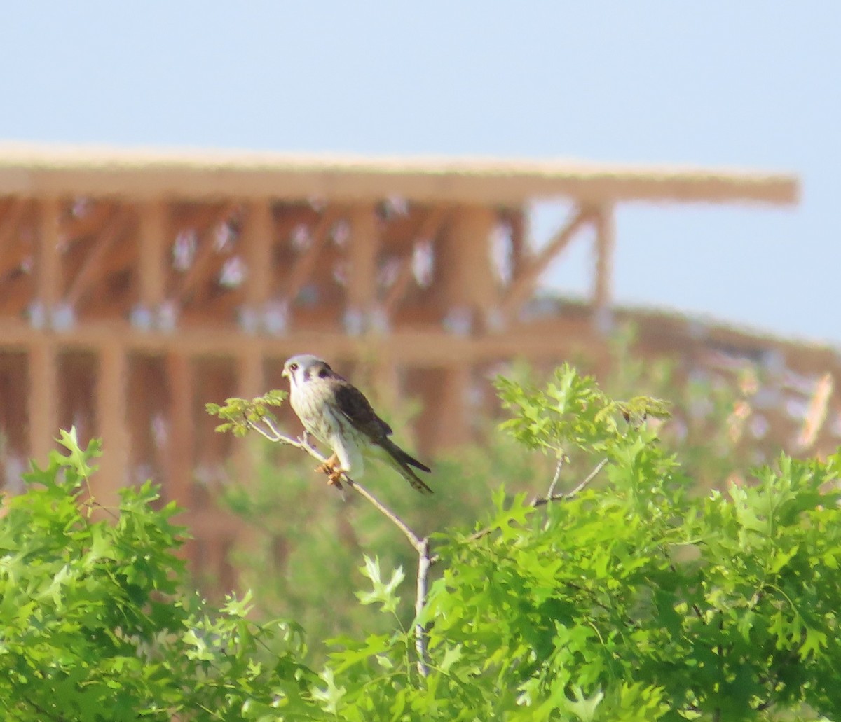 American Kestrel - ML616333739