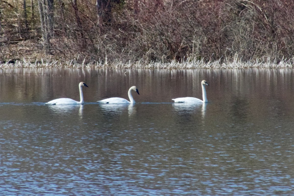 Trumpeter Swan - ML616333800