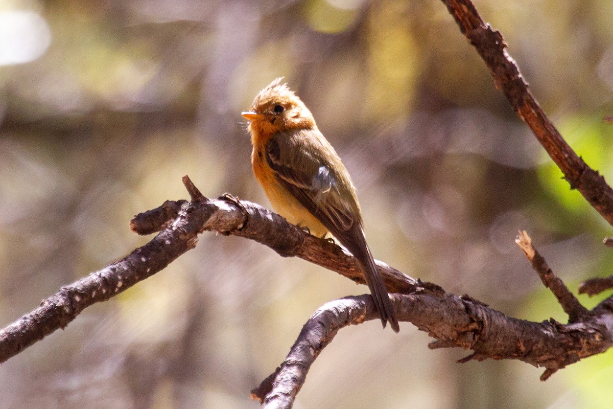 Tufted Flycatcher - ML616333802