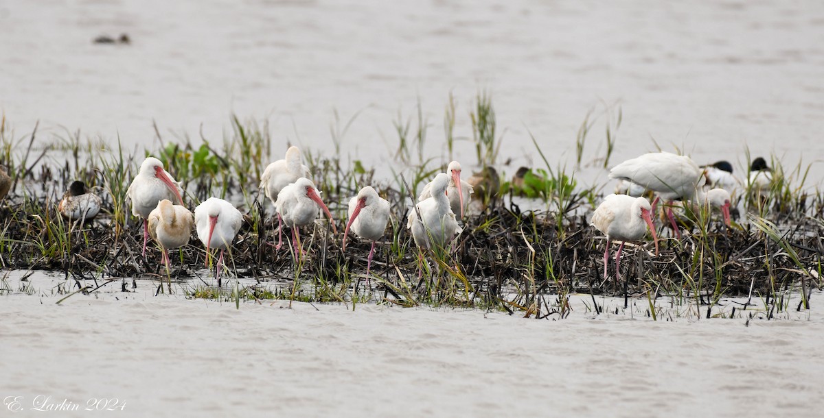 White Ibis - ML616333804