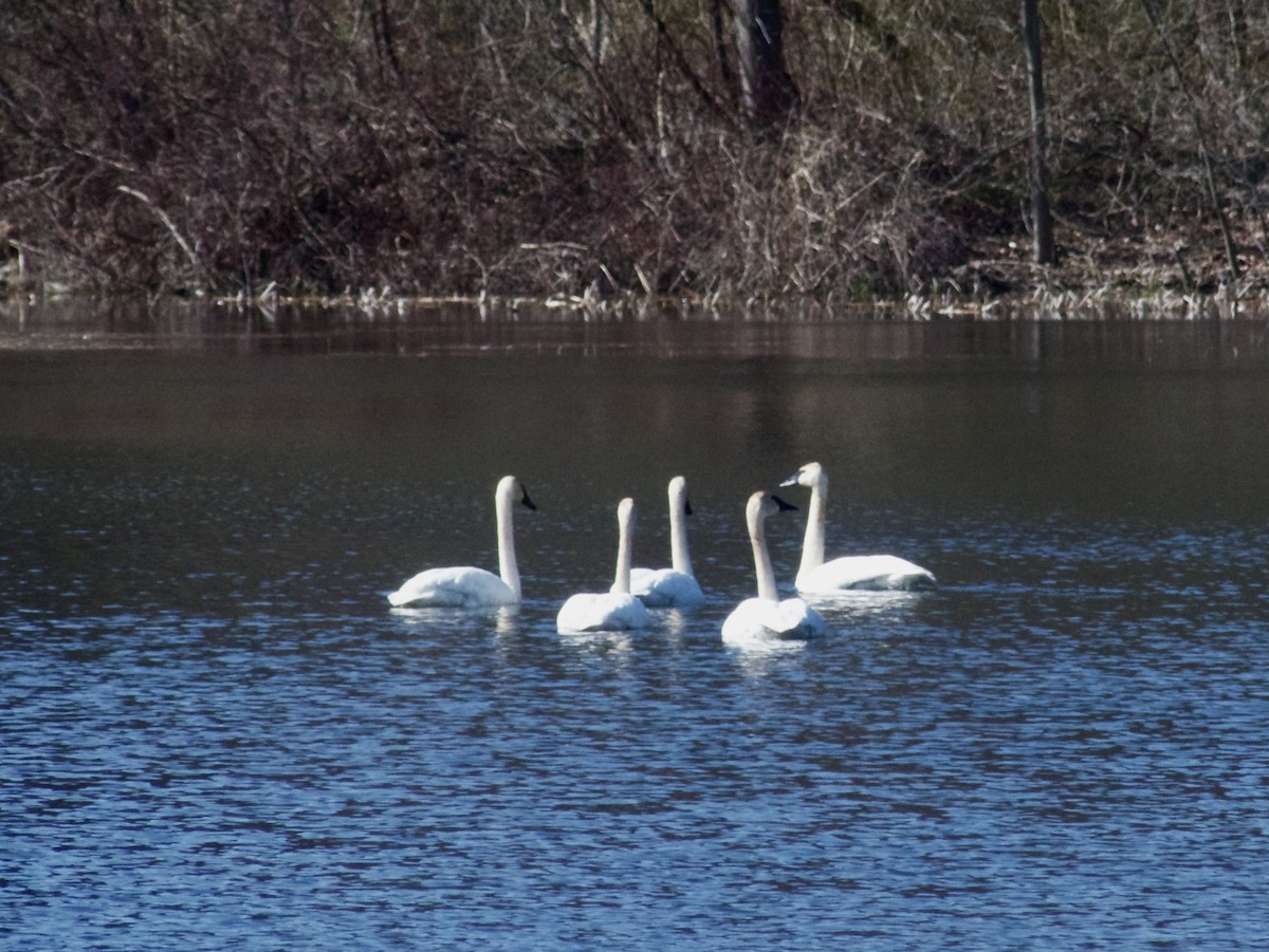 Trumpeter Swan - ML616333805