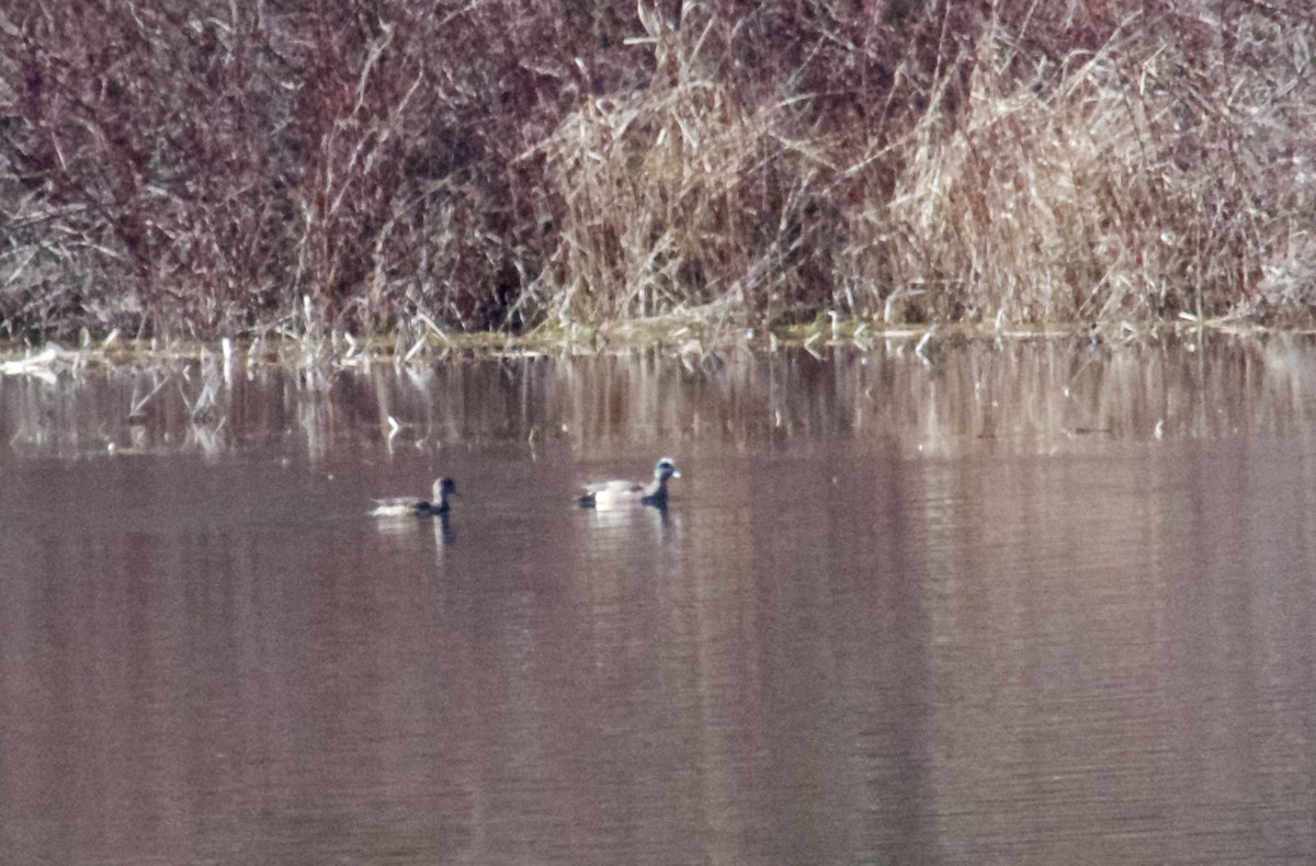 American Wigeon - ML616333817