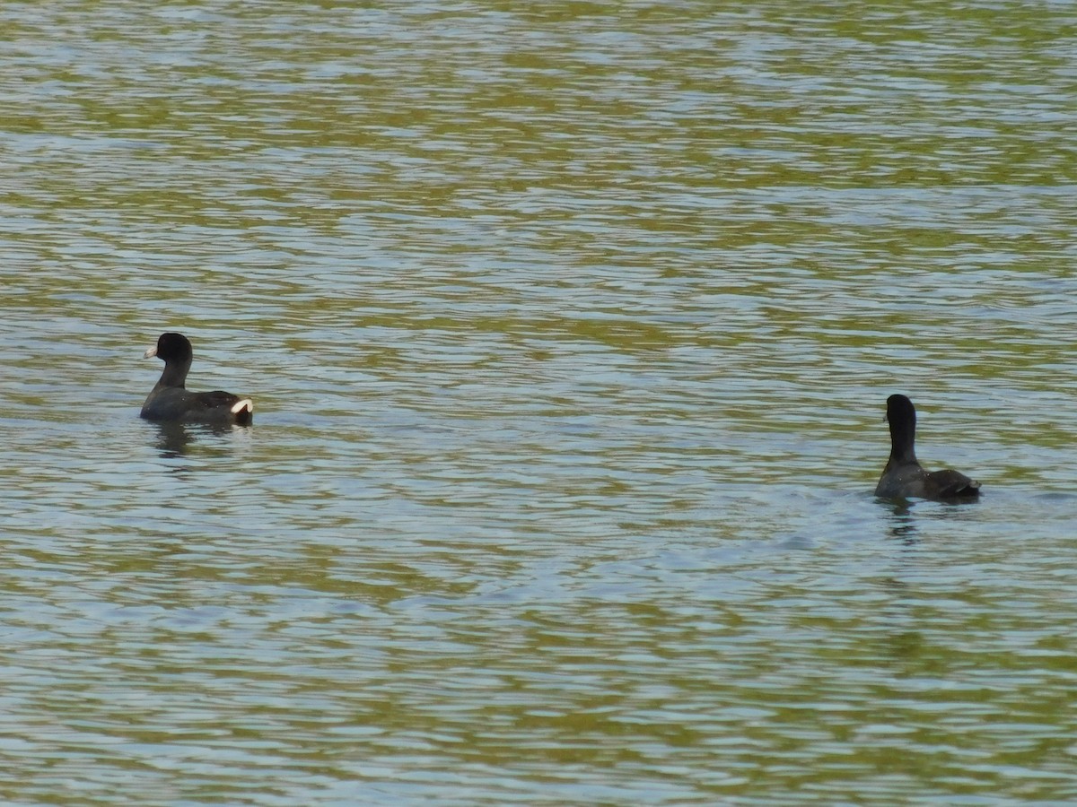 American Coot - ML616333964