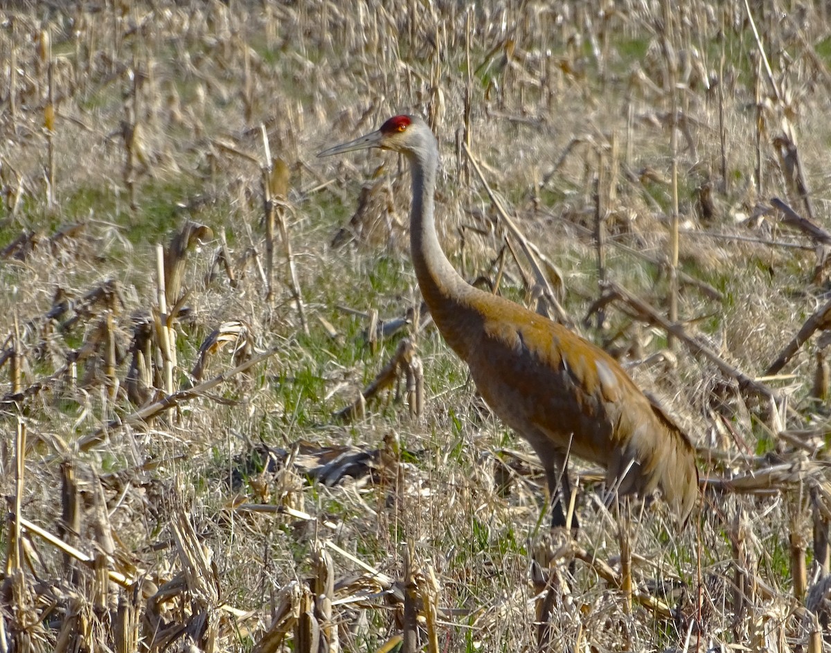 Sandhill Crane - ML616334023