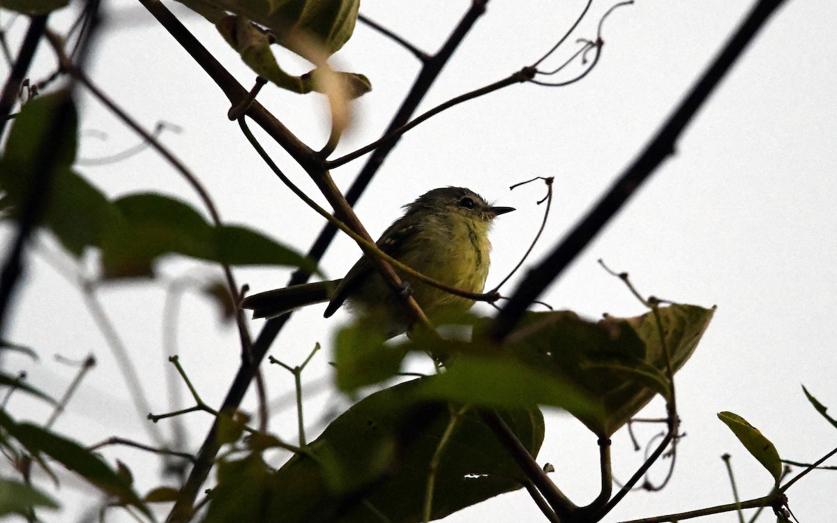 Mottle-cheeked Tyrannulet - ML616334033