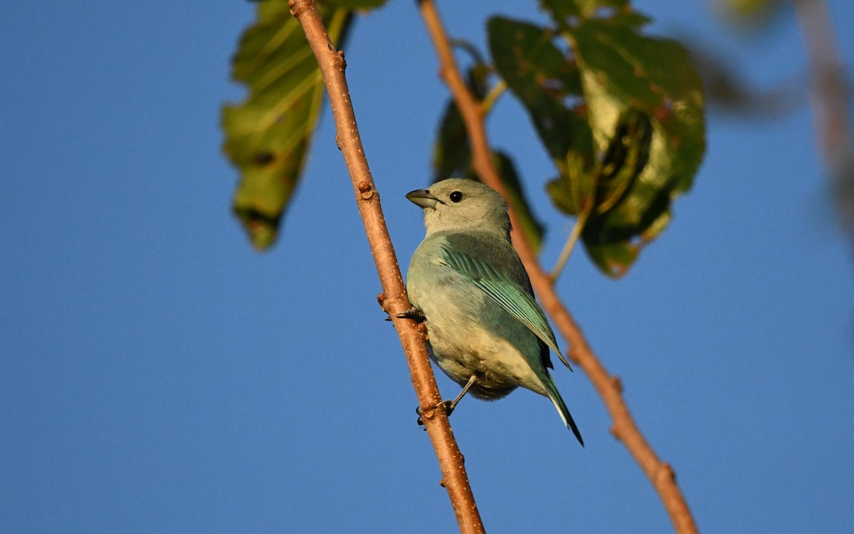 Sayaca Tanager - Camilo Garcia Gonzalez