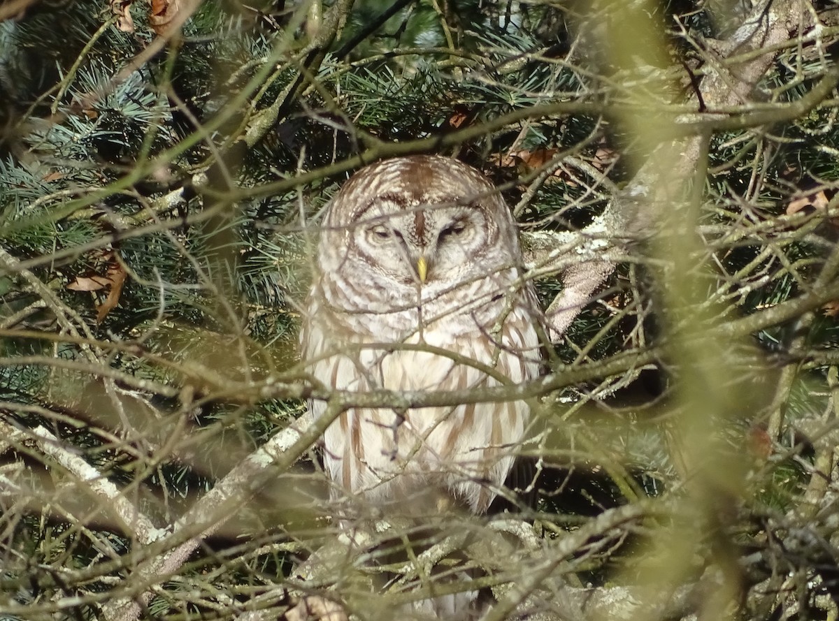 Barred Owl - ML616334039